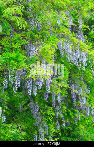 Glycine japonaise Banque D'Images