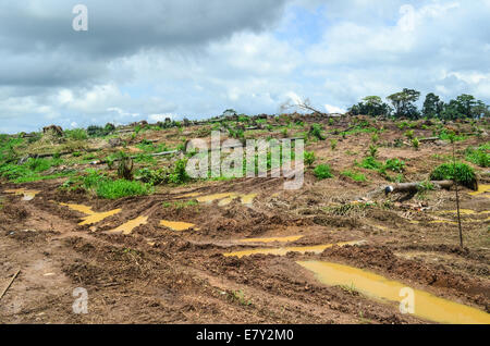 La déforestation au Nigeria (l'état de Cross River) pendant la saison des pluies Banque D'Images