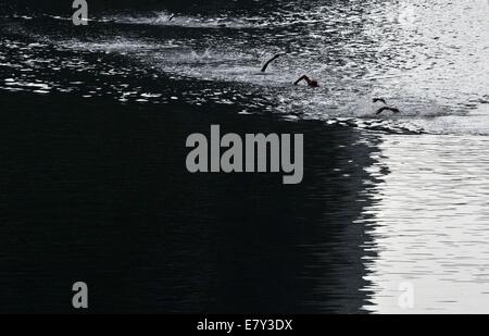 Incheon, Corée du Sud. 26 Sep, 2014. Les athlètes s'affrontent au cours de la compétition finale du mixte de triathlon à la 17e Jeux asiatiques à Incheon, Corée du Sud, le 26 septembre 2014.Le Japon a remporté la médaille d'or. © Gong Lei/Xinhua/Alamy Live News Banque D'Images