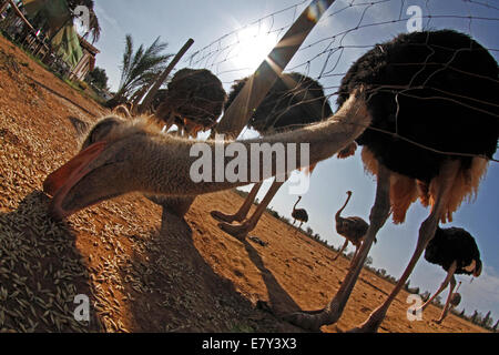 Vu d'autruche dans une ferme à l'île de Majorque, Espagne Banque D'Images