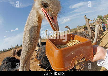 Vu d'autruche dans une ferme à l'île de Majorque, Espagne Banque D'Images