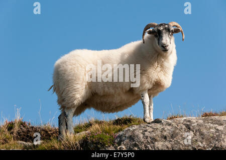 Un Scottish Blackface moutons sur une colline Hébrides extérieures. Banque D'Images