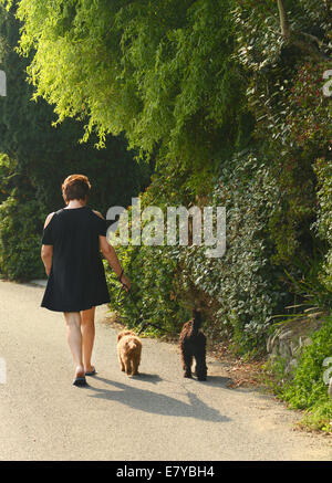 Une femme marche son Cockapoo chiens le long d'un chemin de campagne rural à Guernsey, Channel Islands, GB Banque D'Images