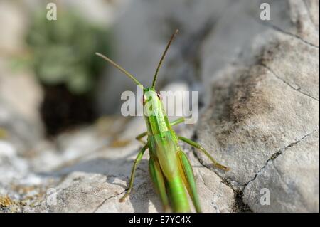 Meadow Grasshopper Vue de dessus (Chorthippus parallelus). Banque D'Images