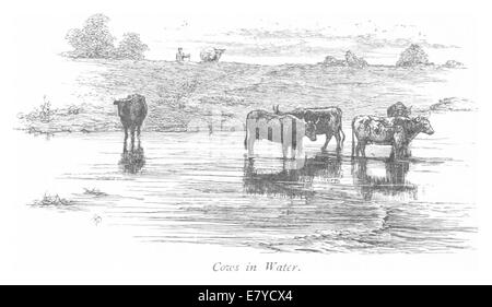 Une illustration de 1875 représentant des vaches debout dans l'eau, capturant la vie rurale et le comportement animal dans un paysage naturel à la fin du XIXe siècle. Banque D'Images