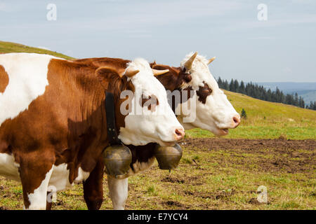 Deux vaches tacheté brun dans la forêt noire allemagne Banque D'Images