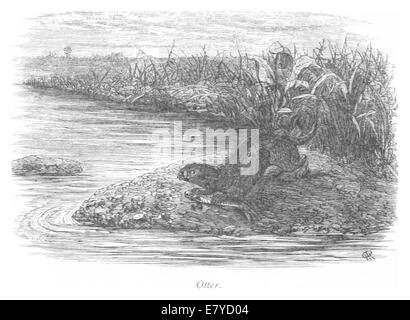 Cette illustration de 1875 de *RO* représente une loutre, mettant l'accent sur l'habitat naturel de l'animal et ses caractéristiques en Amérique du Nord, mettant en valeur la faune du XIXe siècle. Banque D'Images