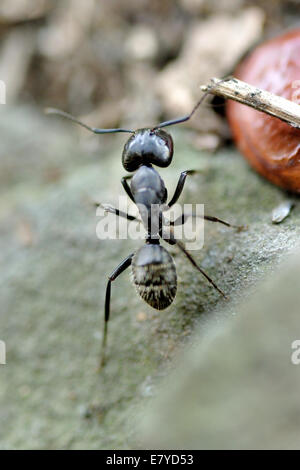 Ant le jardin noir verticale (Lasius niger), au travail. Banque D'Images