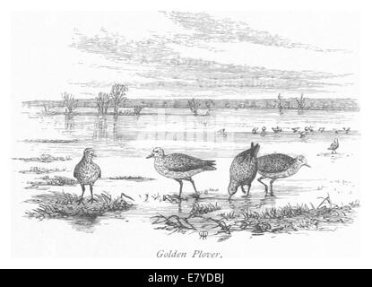 Cette illustration de 1875 par RO représente le Pluvier doré, capturant les caractéristiques distinctives de cet oiseau migrateur, souvent associé aux Amériques. Banque D'Images