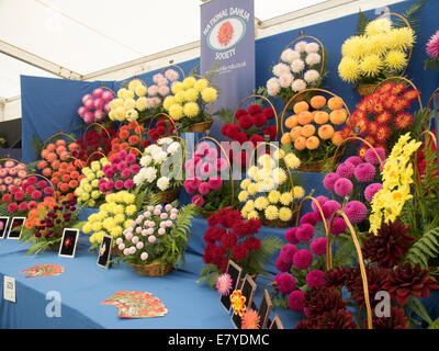 Malvern, Worcestershire, Royaume-Uni, 26 septembre 2014. La Société nationale de l'affichage à l'Dahlia Malvern Autumn Show. Le Malvern Autumn Show ouvre ses portes au public demain (samedi). Crédit : Ian Thwaites/Alamy Live News Banque D'Images