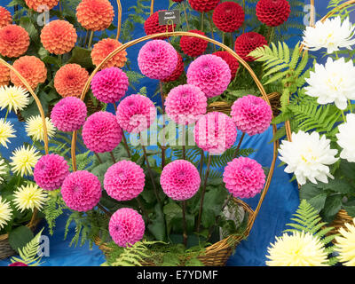 Malvern, Worcestershire, Royaume-Uni, 26 septembre 2014. La Société nationale de l'affichage à l'Dahlia Malvern Autumn Show. Le Malvern Autumn Show ouvre ses portes au public demain (samedi). Crédit : Ian Thwaites/Alamy Live News Banque D'Images