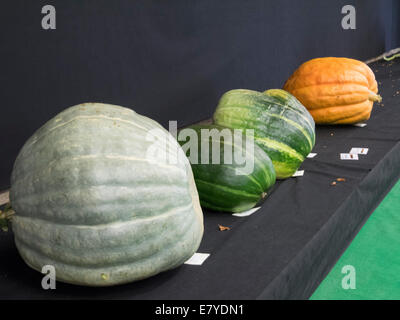 Malvern, Worcestershire, Royaume-Uni, 26 septembre 2014. Le Malvern Autumn Show ouvre ses portes au public demain. Le Malvern Autumn Show ouvre ses portes au public demain (samedi). Crédit : Ian Thwaites/Alamy Live News Banque D'Images