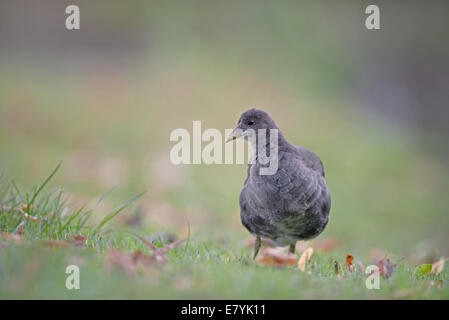 Moorhen-Gallinula chloropus juvénile. Banque D'Images