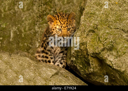 Amur Leopard Cub extrêmement rares (Panthera pardus orientalis) portant sur la roche Banque D'Images