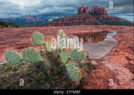 Cathedral Rock se reflète dans un bassin d'eau de pluie près de Sedona, Arizona. Banque D'Images