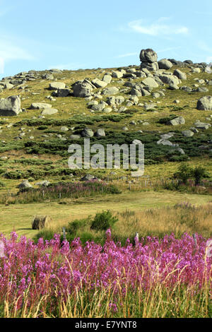 Paysage de montagne, près du col de Finiels, Mont Lozère, Cévennes, Languedoc-Roussillon, France Banque D'Images