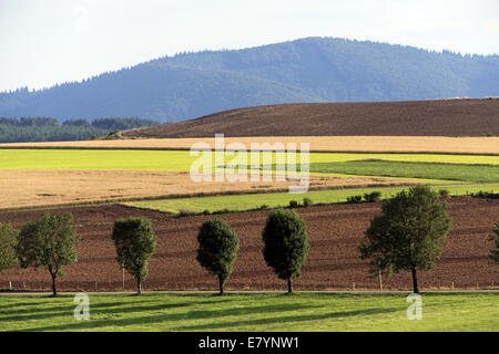 Paysage, champs et pâturages, le Chaos Nimes-Le-Vieux, Parc National des Cévennes, Languedoc Roussillon, France Banque D'Images