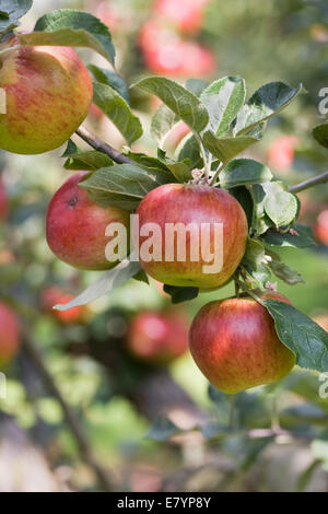 Malus 'Livermore Favorite'. Apple dessert sur l'arbre. Banque D'Images