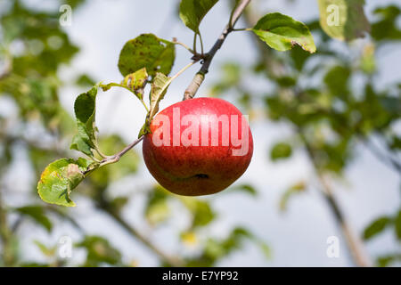 Malus 'Rubinola'. Apple dessert sur l'arbre. Banque D'Images