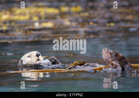 Une loutre de mer (Enhydra lutris) kenyonii flottant dans un lit de varech dans la Inian Tongass National Forest, îles, en Alaska. Banque D'Images