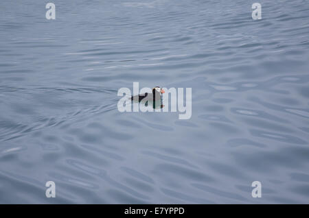 Un Macareux huppé (Fratercula cirrhata) flottant près du sud de l'île de marbre à Glacier Bay, Alaska. Banque D'Images