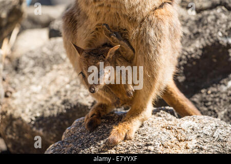 Stock photo d'un Mareeba rock wallaby avec Joey dans sa pochette. Banque D'Images