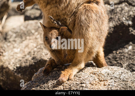 Stock photo d'un Mareeba rock wallaby avec Joey dans sa pochette. Banque D'Images