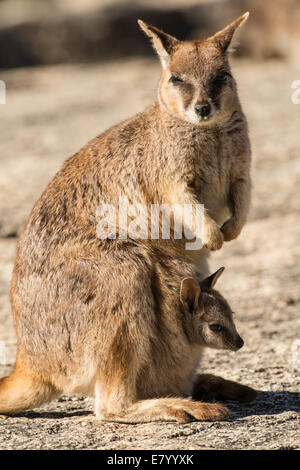 Stock photo d'un Mareeba rock wallaby avec Joey dans sa pochette. Banque D'Images