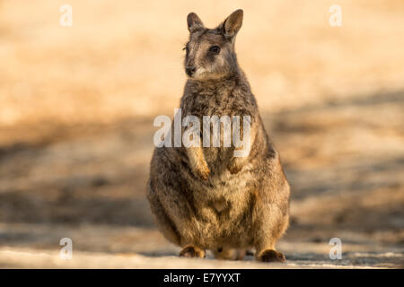 Stock photo d'un Mareeba rock wallaby assis à gorge en granit. Banque D'Images