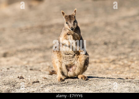 Stock photo d'un Mareeba rock wallaby assis à gorge en granit. Banque D'Images