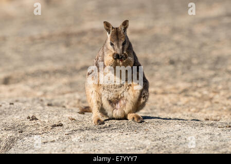 Stock photo d'un Mareeba rock wallaby assis à gorge en granit. Banque D'Images