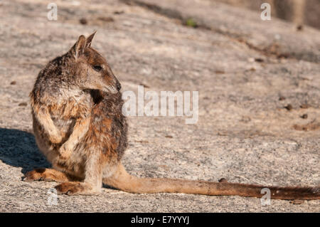 Stock photo d'un nu Mareeba rock wallaby assis sur un rocher, le Granite Gorge, de l'Australie. Banque D'Images
