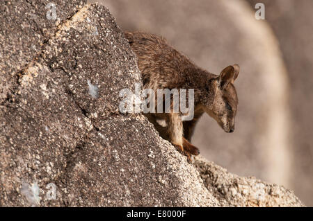 Stock photo d'un nu Mareeba rock wallaby assis sur un rocher, le Granite Gorge, de l'Australie. Banque D'Images