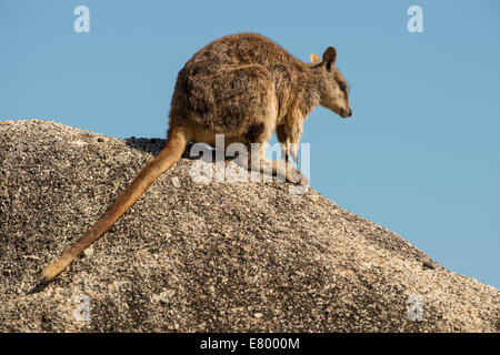 Stock photo d'un nu Mareeba rock wallaby assis sur un rocher. Banque D'Images