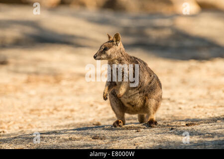 Stock photo d'un Mareeba rock wallaby assis à gorge en granit. Banque D'Images