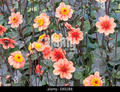 Dahlias rouge orange et le feuillage dans un jardin d'automne. La Suède en septembre. Banque D'Images