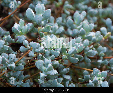 Oscularia deltoides, Lampranthus Multiradiatus ou un nom commun Wedgewood''. Le nom a été modifié récemment pour l'usine de glace rose. Banque D'Images