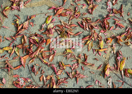 Koelreuteria paniculata. La fierté de l'Inde / pluie d'or de feuilles d'arbres sur un chemin de jardin en béton. UK Banque D'Images