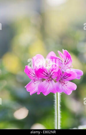 Pelargonium graveolens. Géranium à feuilles parfumées ou Vieux Rose fleurs Banque D'Images