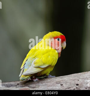 Bel oiseau, inséparable, debout sur le journal, profil arrière Banque D'Images