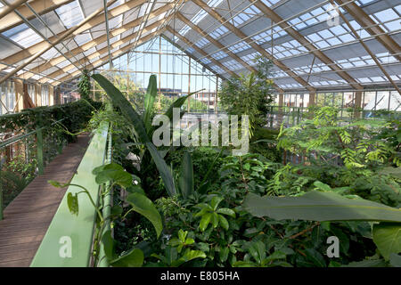 Serre tropicale dans l'Hortus Botanicus Leiden, Hollande Banque D'Images