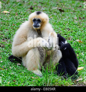 Famille de Gibbon, White-cheeked Gibbon (Namascus leucogenys), assis sur le sol Banque D'Images