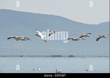 Un petit groupe de pélicans blancs d'avion pour traverser un lac et montagne au fond du lac Chapala, Mexique Banque D'Images