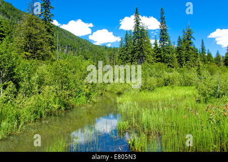 Promenade du Chou-puant, parc national du mont Revelstoke, British Columbia, Canada Banque D'Images