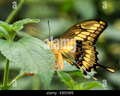 Rayé jaune et noir grand repos papillon sur une feuille Banque D'Images