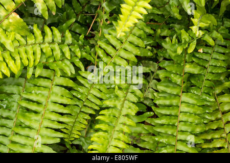 Collection de feuilles tropicales formant un motif Banque D'Images