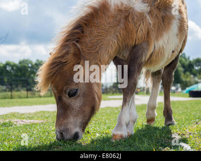 Petit poney shetland mange de l'herbe sur l'exploitation Banque D'Images
