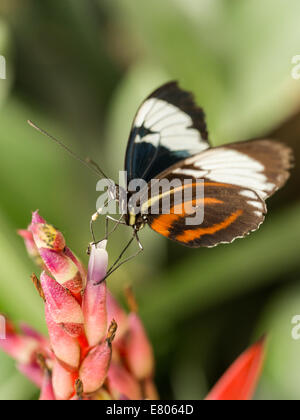 Papillon noir et blanc avec rayures rouge reposant sur une orchidée rose Banque D'Images