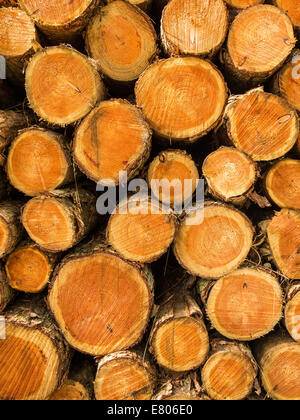 Pile de cut treetrunks avec vue sur les anneaux concentriques an Banque D'Images