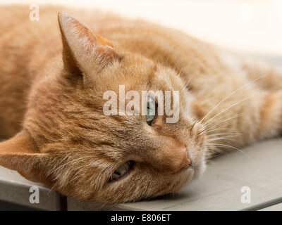 Portrait Portrait d'un chat orange femelle paresseux allongé sur une table Banque D'Images